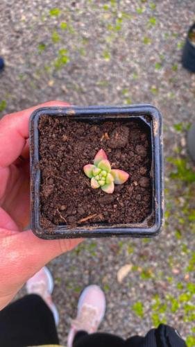 WhatsApp-Image-2024-06-04-at-16.47.20